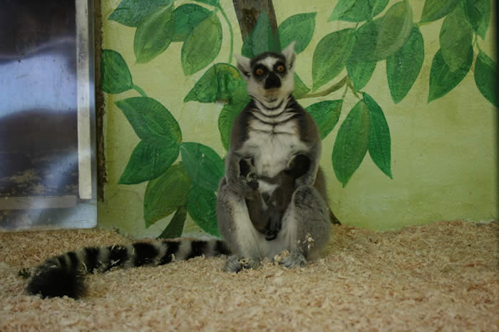 Kelin qanday ichki kiyim kiyadi (shaxsiy fotosurat)